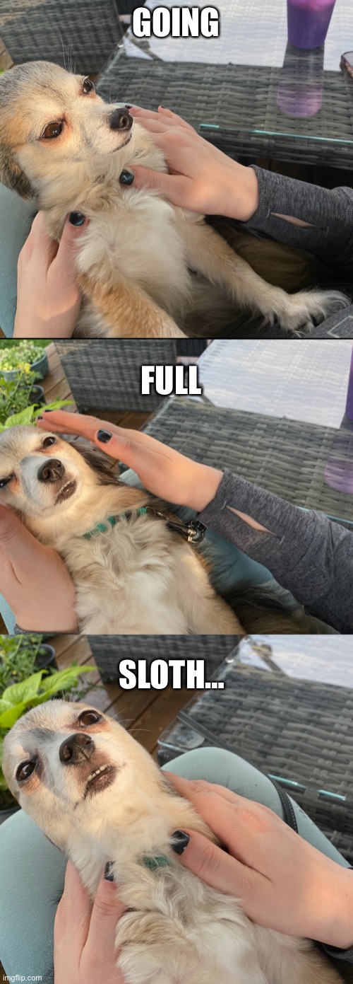 Full sloth | GOING; FULL; SLOTH… | image tagged in sloth | made w/ Imgflip meme maker