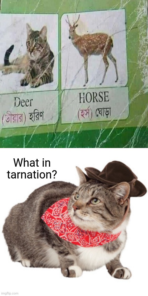 Cat and deer | What in tarnation? | image tagged in what in tarnation,you had one job,memes,meme,cat,deer | made w/ Imgflip meme maker