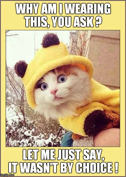 Cat Fashion ? | WHY AM I WEARING THIS, YOU ASK ? LET ME JUST SAY,
IT WASN'T BY CHOICE ! | image tagged in cats,fashion | made w/ Imgflip meme maker