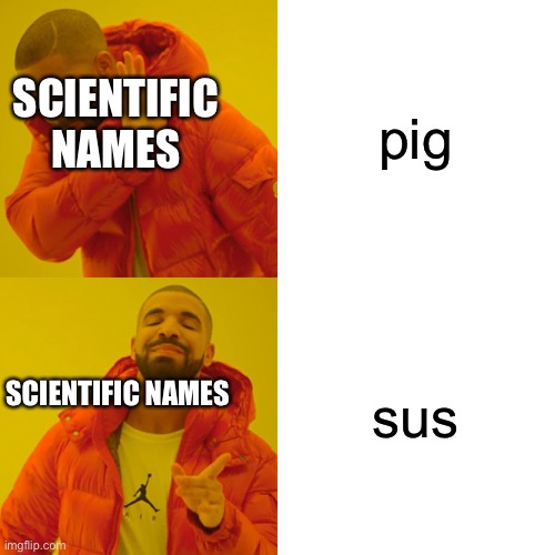 sus | pig sus SCIENTIFIC NAMES SCIENTIFIC NAMES | image tagged in memes,drake hotline bling,sus | made w/ Imgflip meme maker
