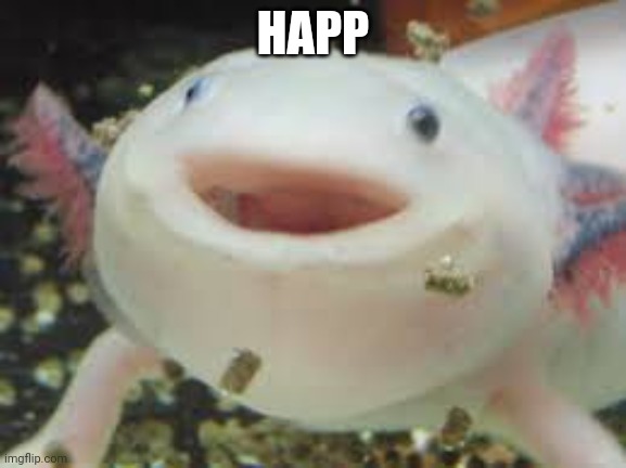 axolotl | HAPP | image tagged in axolotl | made w/ Imgflip meme maker