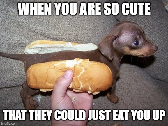 food ? | WHEN YOU ARE SO CUTE; THAT THEY COULD JUST EAT YOU UP | image tagged in funny dogs,puppy,cats | made w/ Imgflip meme maker
