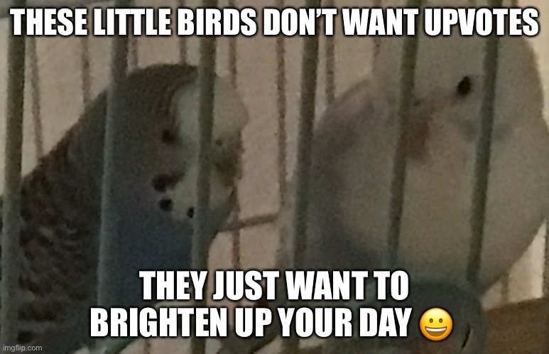 My birds | THESE LITTLE BIRDS DON’T WANT UPVOTES; THEY JUST WANT TO BRIGHTEN UP YOUR DAY 😀 | image tagged in the white one is mango,the blue one is indigo,they fight a lot | made w/ Imgflip meme maker