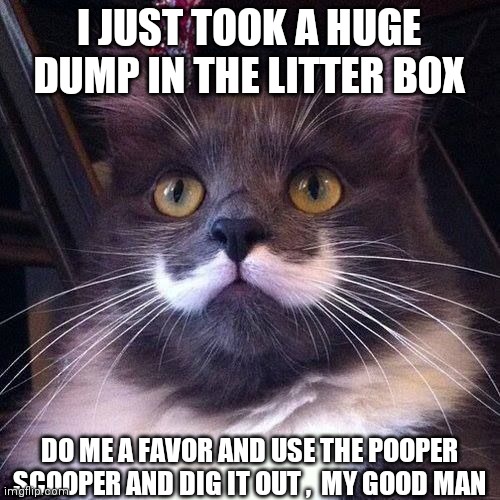 CAT | I JUST TOOK A HUGE DUMP IN THE LITTER BOX; DO ME A FAVOR AND USE THE POOPER SCOOPER AND DIG IT OUT ,  MY GOOD MAN | image tagged in cat | made w/ Imgflip meme maker