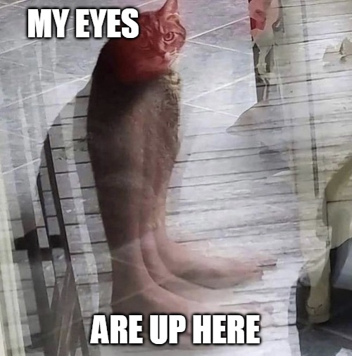 MY EYES; ARE UP HERE | image tagged in memes,cat,cats,Catmemes | made w/ Imgflip meme maker