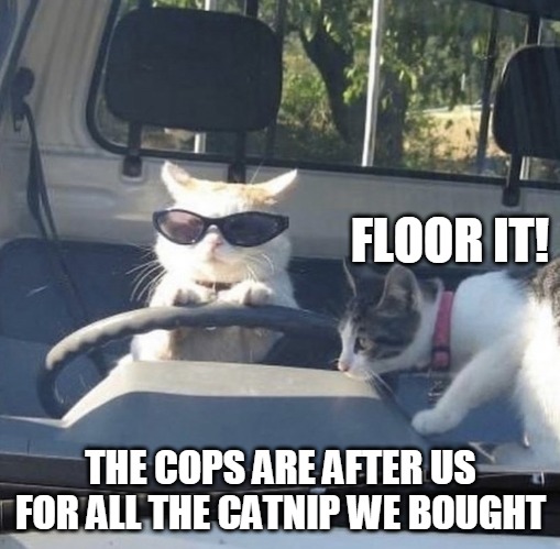 Cat Driving a Truck | FLOOR IT! THE COPS ARE AFTER US FOR ALL THE CATNIP WE BOUGHT | image tagged in cat driving a truck,memes,cat,cats,Catmemes | made w/ Imgflip meme maker