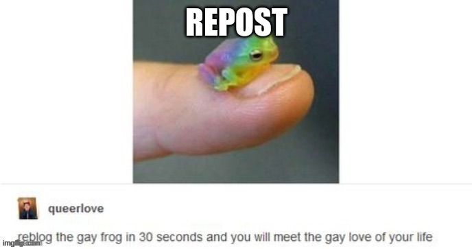 Cute frog | image tagged in no homophobia please | made w/ Imgflip meme maker