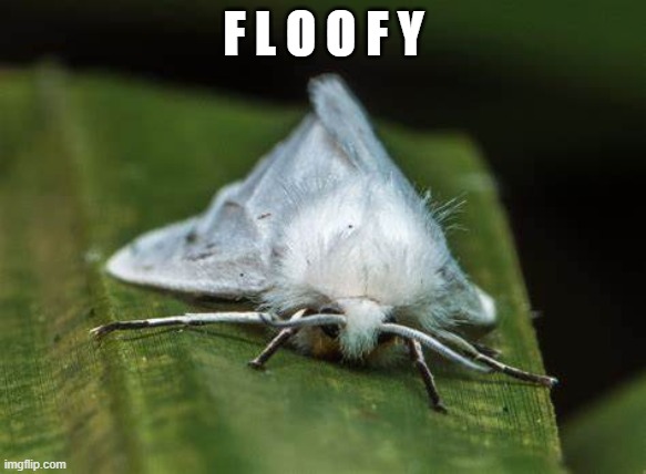 f l o o f | F L O O F Y | image tagged in moth,cute moth,floofy,fluffy | made w/ Imgflip meme maker