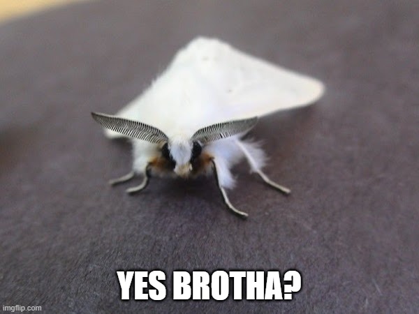 YES BROTHA? | made w/ Imgflip meme maker