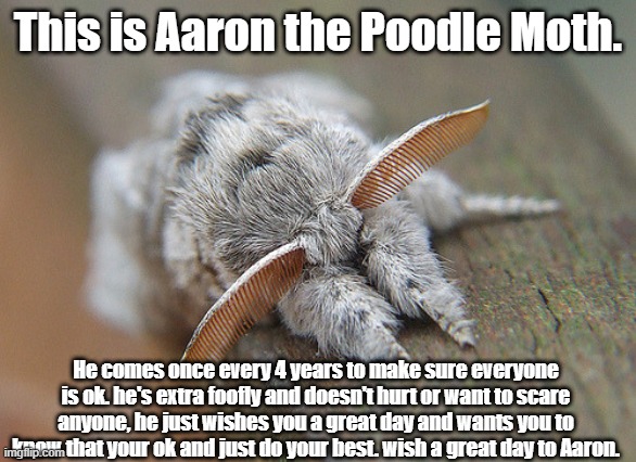 Aaron wishes you a good year. :3 | This is Aaron the Poodle Moth. He comes once every 4 years to make sure everyone is ok. he's extra foofly and doesn't hurt or want to scare anyone, he just wishes you a great day and wants you to know that your ok and just do your best. wish a great day to Aaron. | image tagged in aaron,poodle,moth,fluffy,have a nice day | made w/ Imgflip meme maker