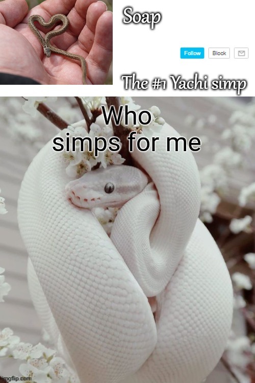 Who simps for me | image tagged in soap snake temp ty yachi | made w/ Imgflip meme maker