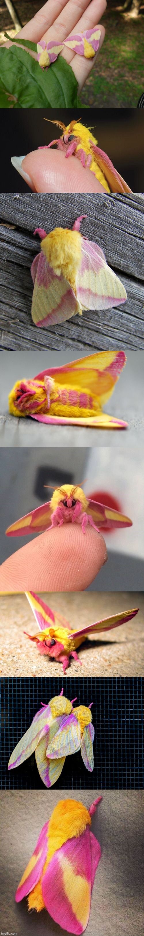 Try not to say "Aww" challenge (Rosy Maple Moths) | image tagged in moths,fluffy,don't say,aww,challenge,cute | made w/ Imgflip meme maker