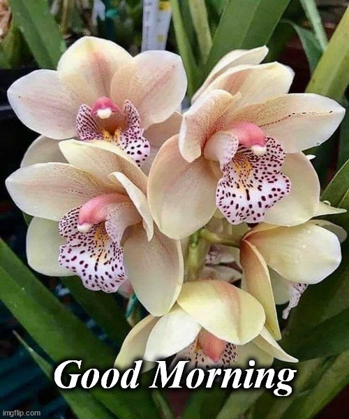 flowers | Good Morning | image tagged in flowers | made w/ Imgflip meme maker