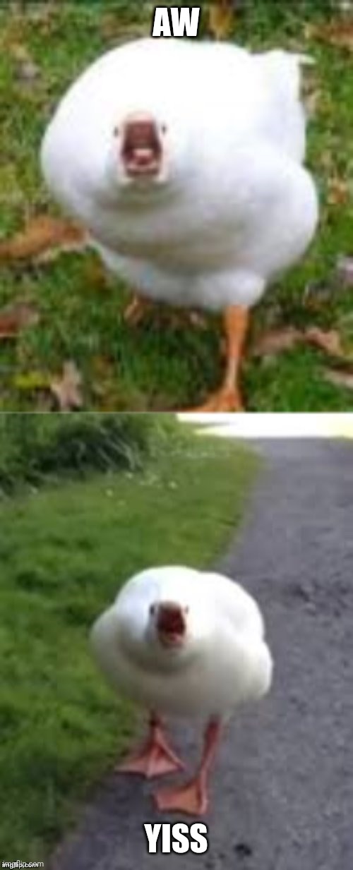 Screaming Duck 2 | AW YISS | image tagged in screaming duck 2 | made w/ Imgflip meme maker