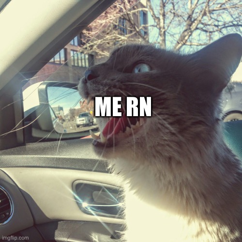 panicking cat | ME RN | image tagged in panicking cat | made w/ Imgflip meme maker