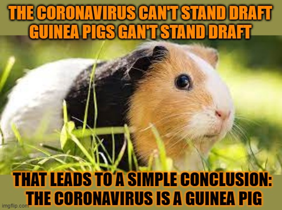 It's only logical | THE CORONAVIRUS CAN'T STAND DRAFT
GUINEA PIGS GAN'T STAND DRAFT; THAT LEADS TO A SIMPLE CONCLUSION: 
THE CORONAVIRUS IS A GUINEA PIG | image tagged in coronavirus,guinea pig,logic | made w/ Imgflip meme maker