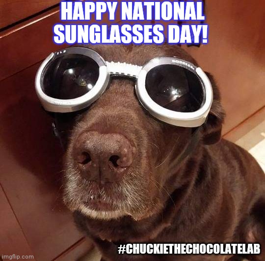 Happy National Sunglasses Day! | HAPPY NATIONAL SUNGLASSES DAY! #CHUCKIETHECHOCOLATELAB | image tagged in june 27,chuckie the chocolate lab,sunglasses,dog,meme,cute | made w/ Imgflip meme maker