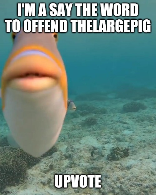 staring fish | I'M A SAY THE WORD TO OFFEND THELARGEPIG; UPVOTE | image tagged in staring fish | made w/ Imgflip meme maker