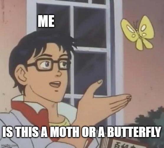 moth butterfly | ME; IS THIS A MOTH OR A BUTTERFLY | image tagged in memes,is this a pigeon,butterfly,butterfly man,moth,moths | made w/ Imgflip meme maker