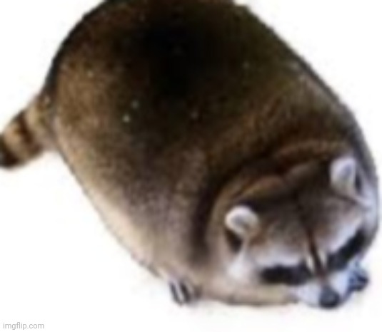 Fat raccoon | image tagged in fat raccoon | made w/ Imgflip meme maker