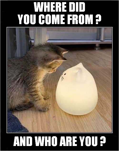 A Curious Kitten | WHERE DID YOU COME FROM ? AND WHO ARE YOU ? | image tagged in cats,kitten,lamp | made w/ Imgflip meme maker