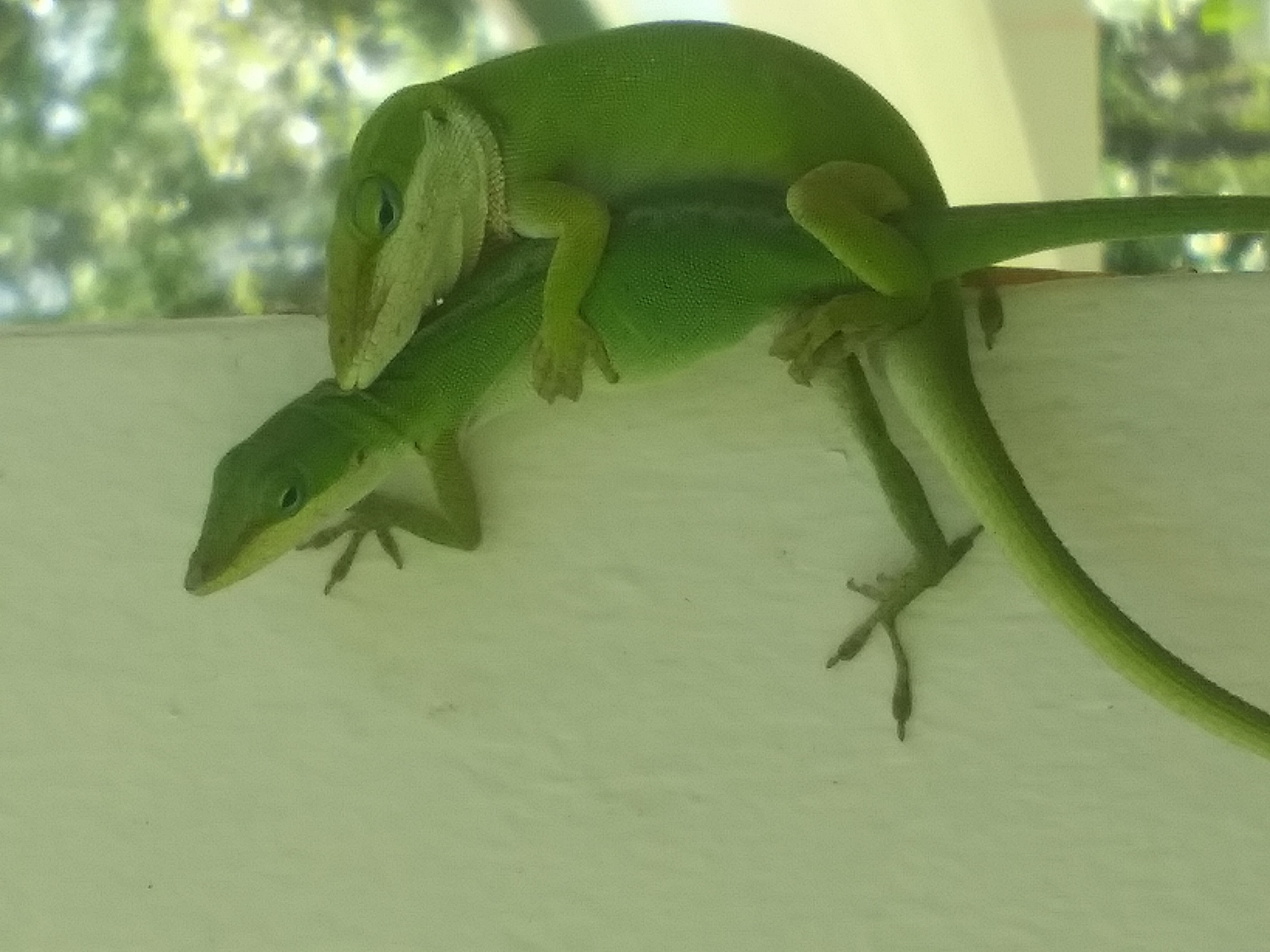 Biden lizard Blank Meme Template