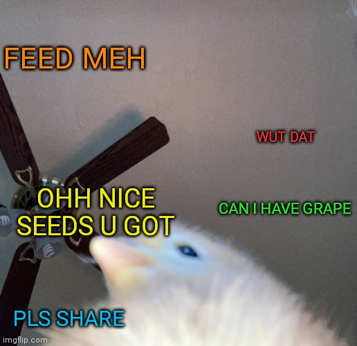 Must eat | FEED MEH; WUT DAT; CAN I HAVE GRAPE; OHH NICE SEEDS U GOT; PLS SHARE | image tagged in doge birb | made w/ Imgflip meme maker