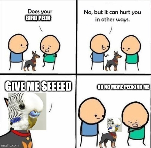 does your dog bite | BIRD PECK GIVE ME SEEEED OK NO MORE PECKINH ME | image tagged in does your dog bite | made w/ Imgflip meme maker