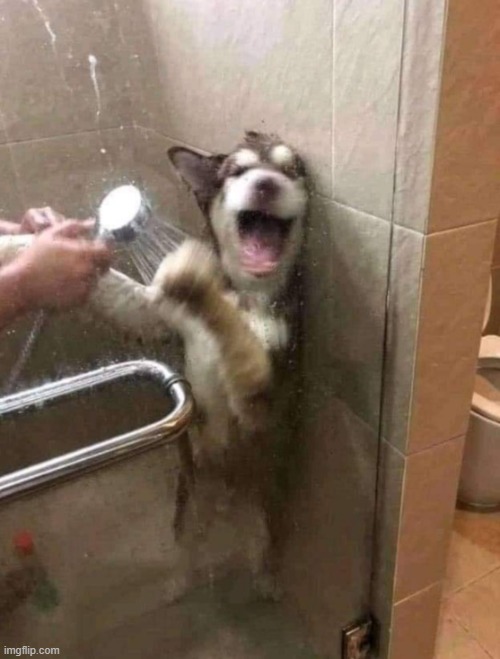 Dog in shower | made w/ Imgflip meme maker