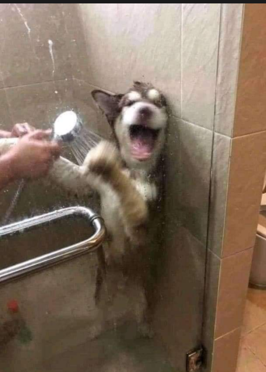 Dog in shower Blank Meme Template