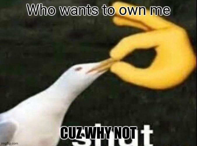 SHUT | Who wants to own me; CUZ WHY NOT | image tagged in shut | made w/ Imgflip meme maker