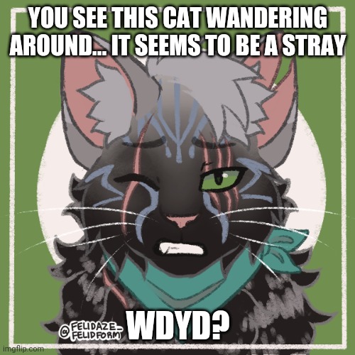 His name is Zeta | YOU SEE THIS CAT WANDERING AROUND... IT SEEMS TO BE A STRAY; WDYD? | image tagged in yes | made w/ Imgflip meme maker