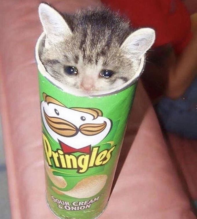 Sad Pringles Cat Blank Meme Template