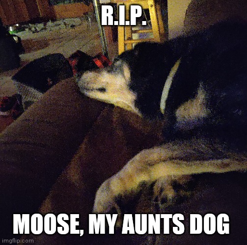 Moose ? | R.I.P. MOOSE, MY AUNTS DOG | image tagged in dog | made w/ Imgflip meme maker