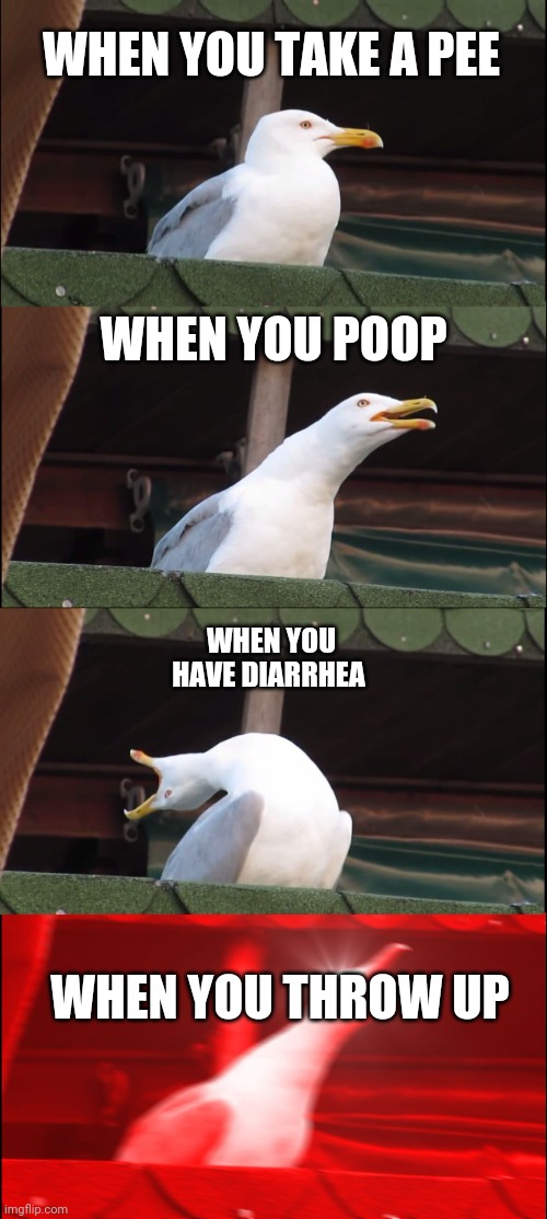 Inhaling Seagull | WHEN YOU TAKE A PEE; WHEN YOU POOP; WHEN YOU HAVE DIARRHEA; WHEN YOU THROW UP | image tagged in memes,inhaling seagull | made w/ Imgflip meme maker