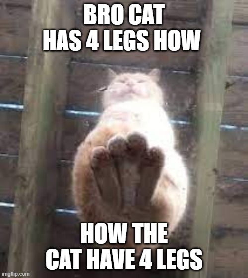 cat 4 | BRO CAT HAS 4 LEGS HOW; HOW THE CAT HAVE 4 LEGS | image tagged in cat,legs | made w/ Imgflip meme maker
