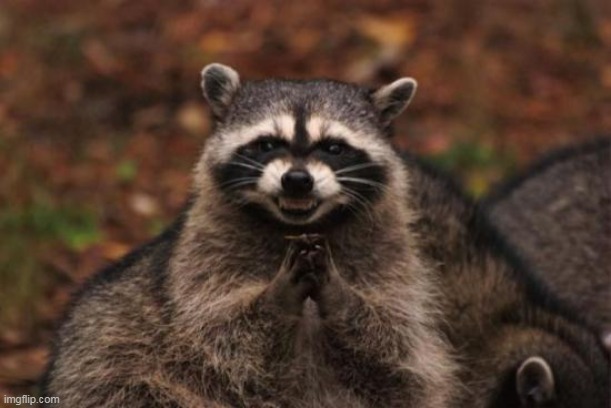 Evil racoon | image tagged in evil racoon | made w/ Imgflip meme maker