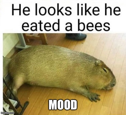 MOOD | image tagged in bees | made w/ Imgflip meme maker