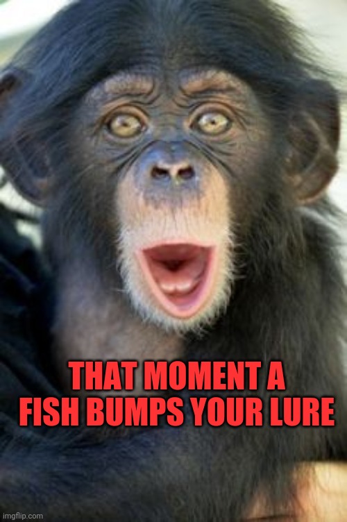 Surprise | THAT MOMENT A FISH BUMPS YOUR LURE | image tagged in fish,chimp,sucka | made w/ Imgflip meme maker