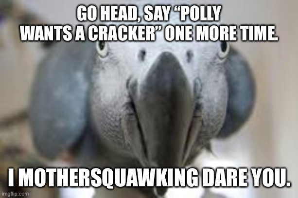 Parrot | GO HEAD, SAY “POLLY WANTS A CRACKER” ONE MORE TIME. I MOTHERSQUAWKING DARE YOU. | image tagged in parrot | made w/ Imgflip meme maker