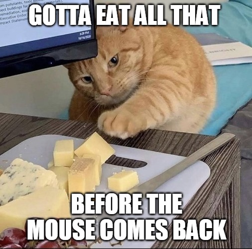 GOTTA EAT ALL THAT; BEFORE THE MOUSE COMES BACK | image tagged in memes,cat,cats,cheese,Catmemes | made w/ Imgflip meme maker