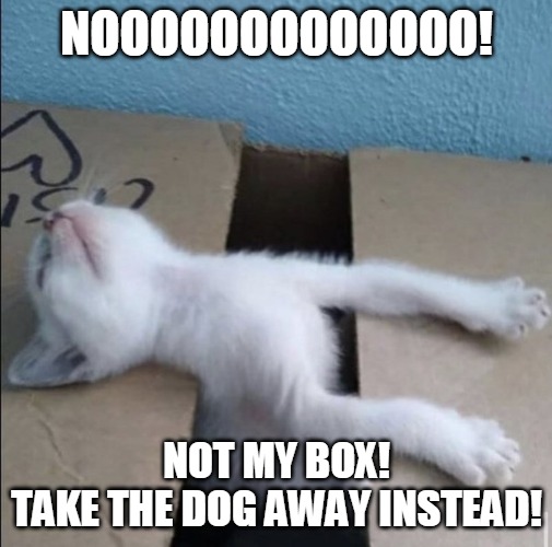 NOOOOOOOOOOOOO! NOT MY BOX!
TAKE THE DOG AWAY INSTEAD! | image tagged in memes,cat,cats,box,Catmemes | made w/ Imgflip meme maker