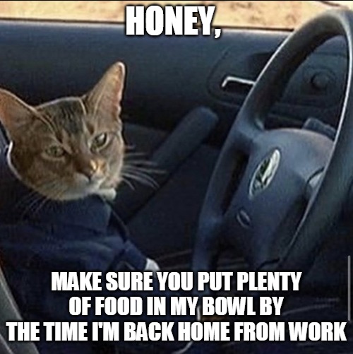 HONEY, MAKE SURE YOU PUT PLENTY OF FOOD IN MY BOWL BY THE TIME I'M BACK HOME FROM WORK | image tagged in memes,cat,cats,Catmemes | made w/ Imgflip meme maker