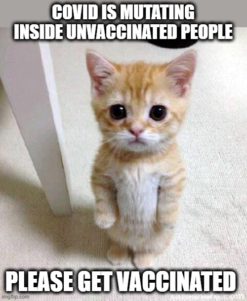 Stop with the politics and help save the world, get vaccinated before its too late. | COVID IS MUTATING INSIDE UNVACCINATED PEOPLE; PLEASE GET VACCINATED | image tagged in memes,cute cat,covid19,vaccine,politics,maga | made w/ Imgflip meme maker