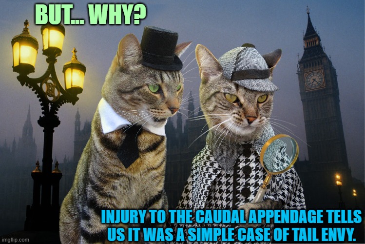 ▬▬ comment specific to comment suggesting a crime might be connected to chalk drawing of cat | BUT... WHY? INJURY TO THE CAUDAL APPENDAGE TELLS
US IT WAS A SIMPLE CASE OF TAIL ENVY. | image tagged in sherlock,comment | made w/ Imgflip meme maker