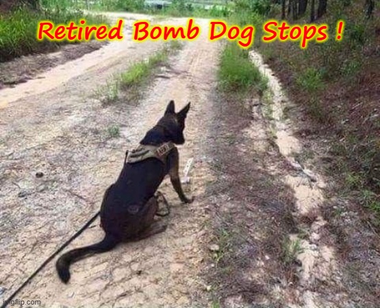 Retired Bomb Dog Stops ! | Retired Bomb Dog Stops ! | image tagged in paw patrol | made w/ Imgflip meme maker