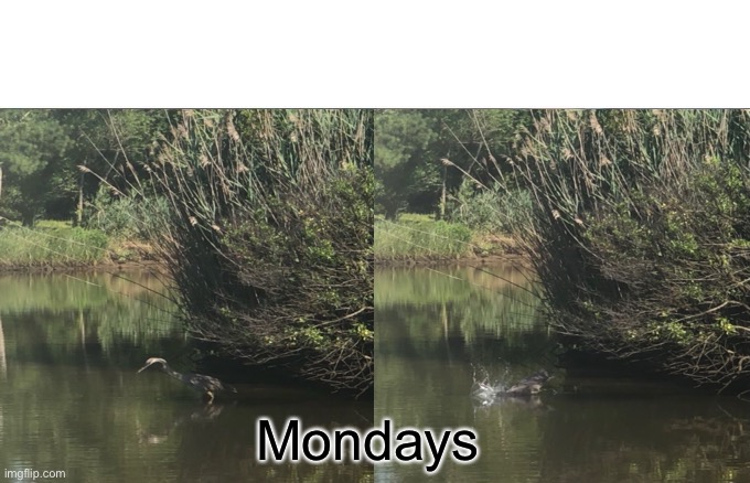 Woman Yelling At Cat Meme | Mondays | image tagged in memes | made w/ Imgflip meme maker