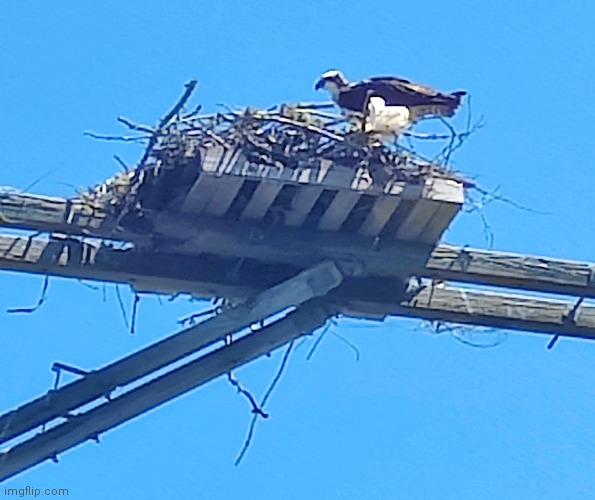 Osprey on telephone pole | image tagged in birds | made w/ Imgflip meme maker