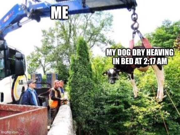 Dog puking | ME; MY DOG DRY HEAVING IN BED AT 2:17 AM | image tagged in alarmclock,dog,dogmom,wakeupcall,pets | made w/ Imgflip meme maker