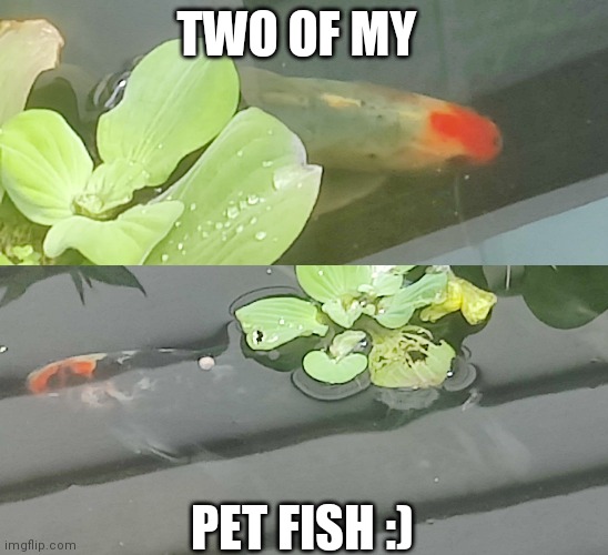 My pet fish (Moana and Maui, my sister named them) | TWO OF MY; PET FISH :) | image tagged in fish | made w/ Imgflip meme maker